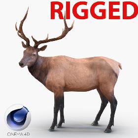 Elk Rigged for Cinema 4D